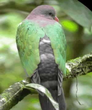 emerald ground dove