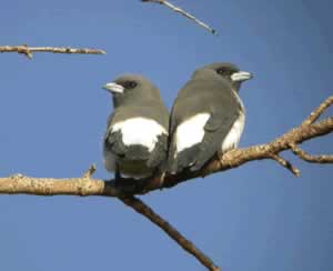 White-breasted Woodswallows