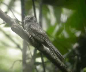Barred Owlet-Nightjar