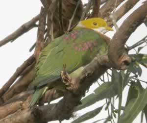 Pink-spotted Fruit-Dove