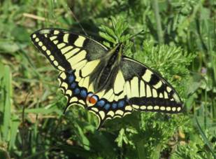 063 Swallowtail, nr Limenas, 15-4-2015.JPG
