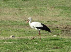 021 White Stork, nr Chryssohorafa, Lake Kerkini, 1-4-2015.JPG