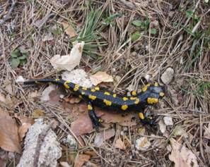 076 Fire Salamander, Erimanthos Forest Station, Rodopi, 19-4-2015.JPG