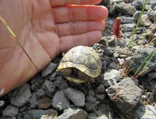 115 Tortoise, Lefkimi, 3-5-2015.JPG