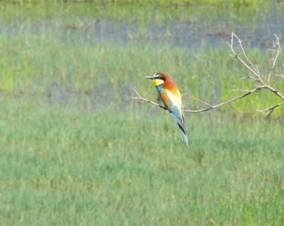 Bee-eater, nr Vironia, Lake Kerkini, 13-5-2015.JPG