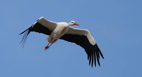 White Stork for Trip Report.jpg