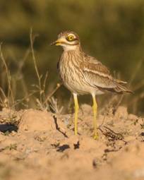Stone Curlew 1 for Trip Report.jpg