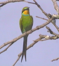 Swallow Tailed Bee-eater
